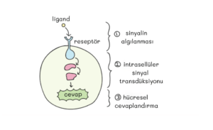hücresel sinyallendirme süreci